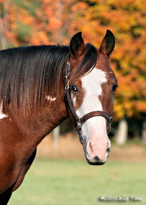 Paint Horse Portrait
