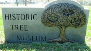 The Panther Creek tree museum marker (near the ball fields):