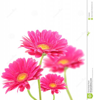 Más imágenes similares de ` Flores rosadas de Gerberas `