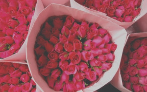 floral, flowers, photography, pink, roses