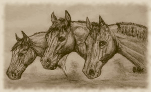 Horse & Cowboy Writings