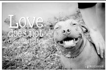 Animal Image Quotes / My images of shelter/rescue animals with some ...