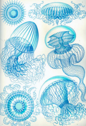 Leptomedusae Nature Art Print Poster by Ernst Haeckel Masterprint