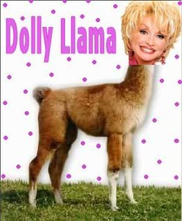 ... 've probably confused the Dalai Lama with Dolly Parton's pet llama