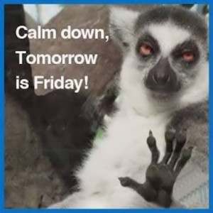 ... : coolestmemes.blogspot.com/2013/11/calm-down-tomorrow-is-friday.html