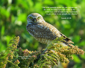 Ask the Birds and They Will Tell You: Bird Photos With Bible Verse 2