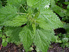 nettle in dock out dock rub nettle out latin name
