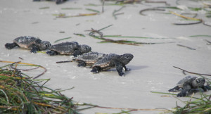 For 150 million years, sea turtles have made an extraordinary journey.