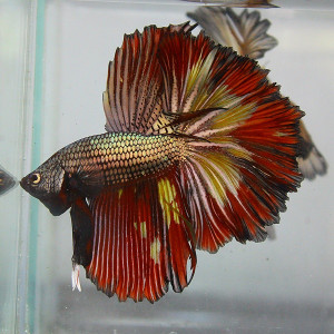 Gold Betta, 49Ers Beta, Gold Beta, Red And Gold