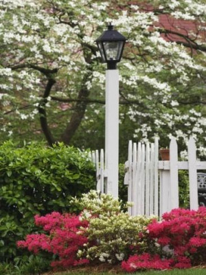 Southern Flower Trees, Spring Gardens, Southern Cities, Azalea, Front ...