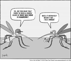 Mosquito Funny