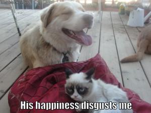 Grumpy cat and a happy dog