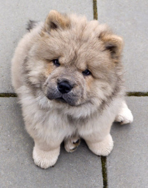 sitting Chow Chow #dogs #animal