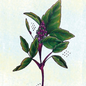 Found on rareseeds.com