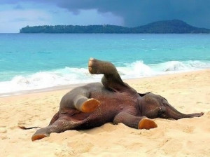 Baby elephant playing on the beach. Cute animal pictures of the day.