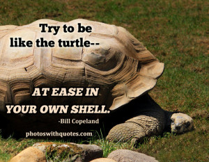 Funny Turtle Quotes