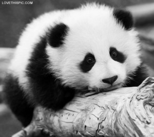Cute Panda