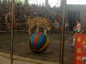 ... of horrors: Shocking animal rights abuse in Chinese zoos Article