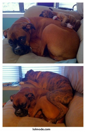 ... Boxers Dogs, Funny Pictures, Hard, Pets, Growing Up, Dogs Mom, Animal