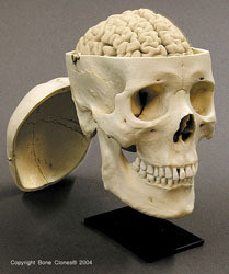 Male Human Skull With Brain And Stand