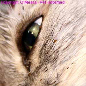 The flea Cat fleas picture