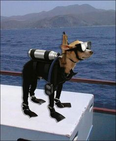 ... , SCUBA DOG! Implied quote: ‘No doggie paddling here bitches