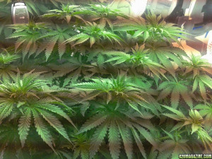Tie Down Marijuana Plants