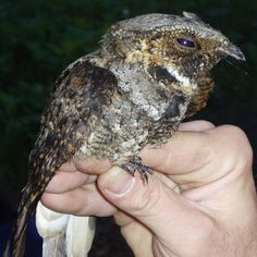 Whippoorwill I would fall asleep every summer night growing up to the ...