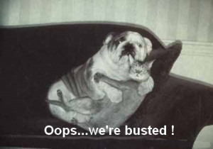 funny bulldog and cat embracing funny bulldog and cat embracing