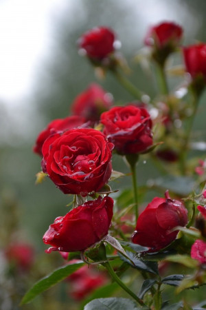 magnifique roses rouges