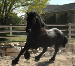 Apollo Friesian Stallion