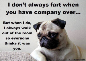 Dogs, Typical Pugs, Pets, Doggie Stuff, Pugs Humor, Pugs Stuff, Funny ...