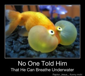 Fish humor #humor #funny #lol #captions: Breath Underwater, Funny ...