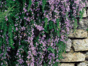 Rosmarinus Irene From Votes