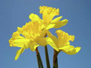 ... art-prints-canvas-framed-baslee-troutman-baslee-troutman-fine-art