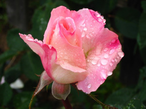 The beauty of raindrops clinging to the petals of a Pristine rose