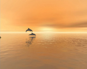 dolphin-desktop-wallpaper-8227-hd-wallpapers.jpg