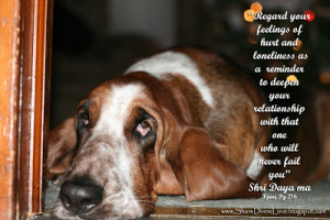 Basset Hound Funny Face Wallpapers