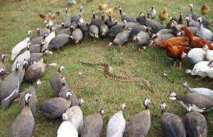 Thread: Caption time. Chickens & guineas vs big azz rattlesnake