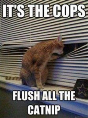 its-the-cops-flush-the-drugs-funny-cats