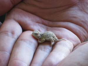 Adorably Small Baby Horned Frog