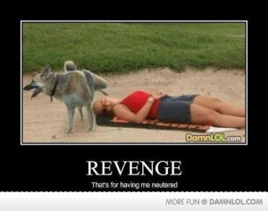 After castration dog seeks revenge