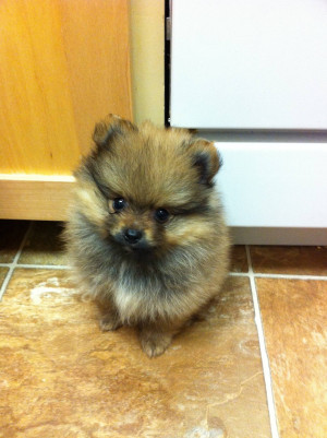 Tiny fluffy Pomeranian, hard to tell if this one is real!