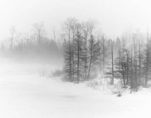 Fog Winter
