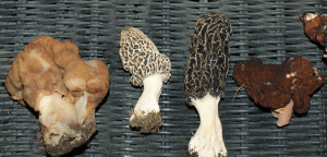... the two in the middle are morels the outside two are false morels