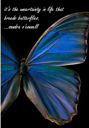Butterfly Quotes
