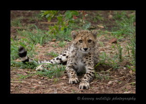 ... post of Busch Gardens Baby Cheetah Cute Literally May Have Died