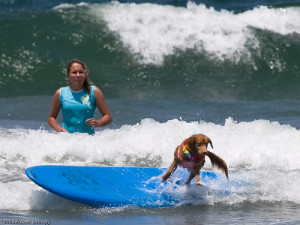 Funny Surfing Dog