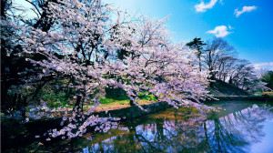 Cherry Blossom Trees HD Wallpaper