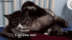 Sloth puts hand on cat's mouth to shhsh him